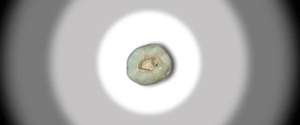 SREFO R-1513 (11).png